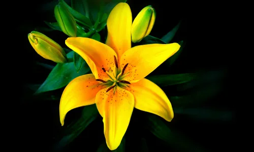 【12000】植物壁纸  4K 超清壁纸3840_2400@青蛙壁纸-笨猫小站