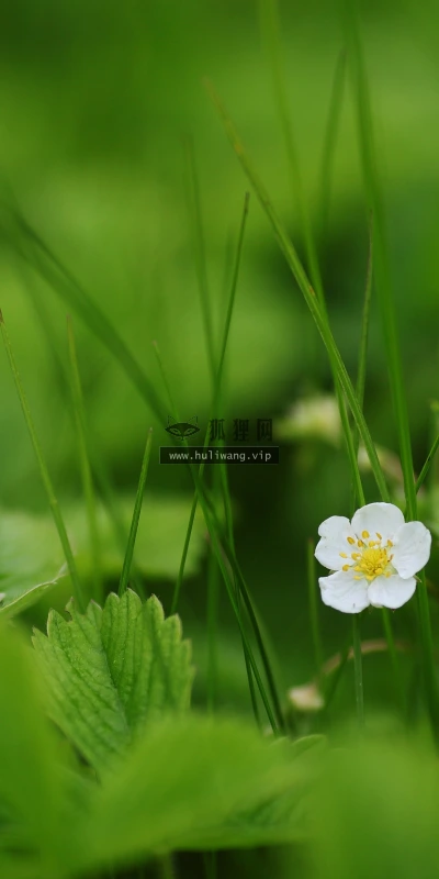 【12001】植物壁纸  4K 超清壁纸3840_2400@青蛙壁纸-笨猫小站