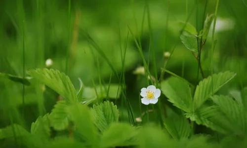【12001】植物壁纸  4K 超清壁纸3840_2400@青蛙壁纸-笨猫小站