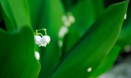 【12002】植物壁纸  4K 超清壁纸3840_2400@青蛙壁纸-笨猫小站