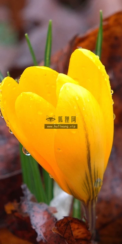 【12003】植物壁纸  4K 超清壁纸3840_2400@青蛙壁纸-笨猫小站