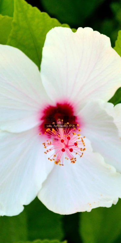 【12004】植物壁纸  4K 超清壁纸3840_2400@青蛙壁纸-笨猫小站