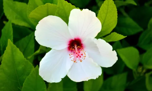 【12004】植物壁纸  4K 超清壁纸3840_2400@青蛙壁纸-笨猫小站