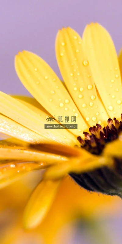 【12005】植物壁纸  4K 超清壁纸3840_2400@青蛙壁纸-笨猫小站