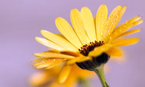 【12005】植物壁纸  4K 超清壁纸3840_2400@青蛙壁纸-笨猫小站