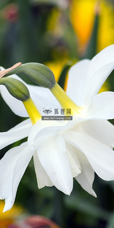 【12006】植物壁纸  4K 超清壁纸3840_2400@青蛙壁纸-笨猫小站