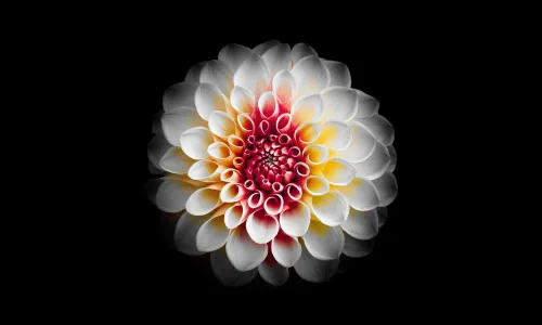 【12007】植物壁纸  4K 超清壁纸3840_2400@青蛙壁纸-笨猫小站