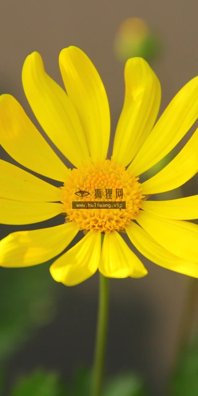 【12009】植物壁纸  4K 超清壁纸3840_2400@青蛙壁纸-笨猫小站