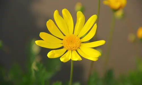 【12009】植物壁纸  4K 超清壁纸3840_2400@青蛙壁纸-笨猫小站