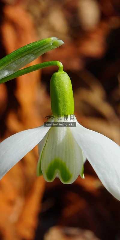 【12010】植物壁纸  4K 超清壁纸3840_2400@青蛙壁纸-笨猫小站
