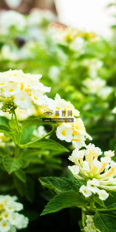 【12012】植物壁纸  4K 超清壁纸3840_2400@青蛙壁纸-笨猫小站