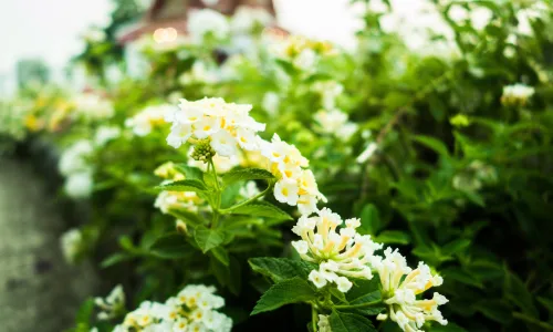 【12012】植物壁纸  4K 超清壁纸3840_2400@青蛙壁纸-笨猫小站