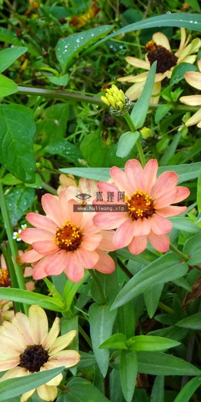 【12013】植物壁纸  4K 超清壁纸3840_2400@青蛙壁纸-笨猫小站