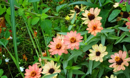 【12013】植物壁纸  4K 超清壁纸3840_2400@青蛙壁纸-笨猫小站