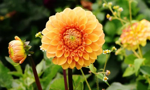 【12014】植物壁纸  4K 超清壁纸3840_2400@青蛙壁纸-笨猫小站