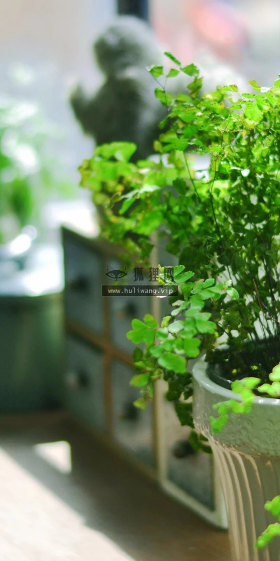 【12015】植物壁纸  4K 超清壁纸3840_2400@青蛙壁纸-笨猫小站