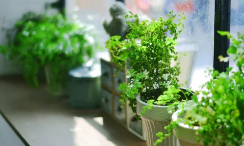 【12015】植物壁纸  4K 超清壁纸3840_2400@青蛙壁纸-笨猫小站