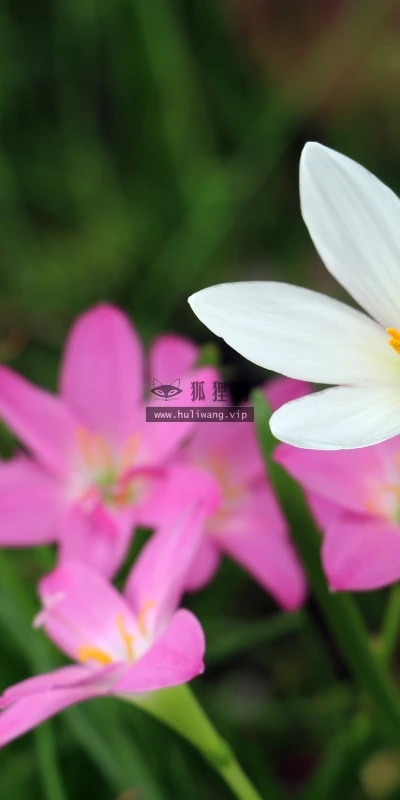 【12016】植物壁纸  4K 超清壁纸3840_2400@青蛙壁纸-笨猫小站