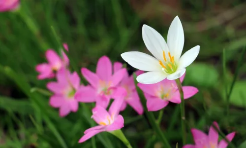 【12016】植物壁纸  4K 超清壁纸3840_2400@青蛙壁纸-笨猫小站