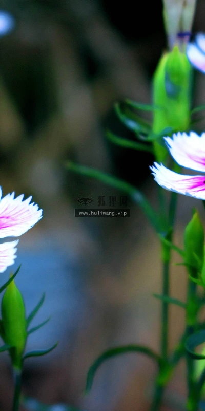【12017】植物壁纸  4K 超清壁纸3840_2400@青蛙壁纸-笨猫小站