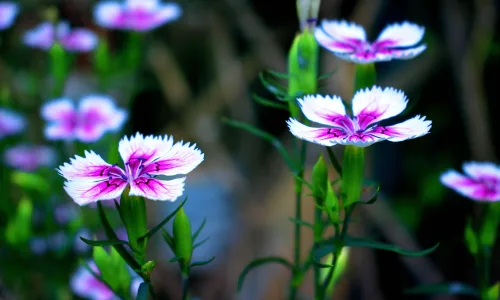 【12017】植物壁纸  4K 超清壁纸3840_2400@青蛙壁纸-笨猫小站