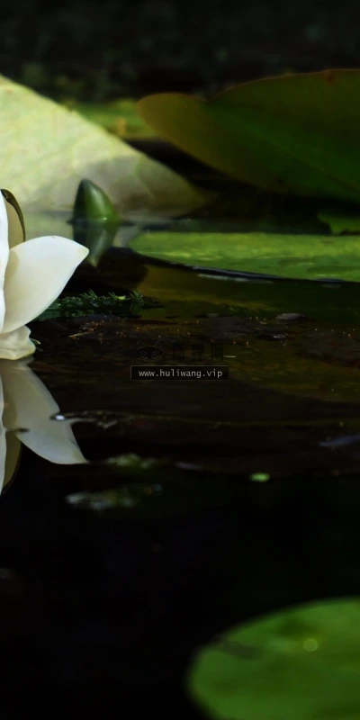 【12019】植物壁纸  2K 高清壁纸2880_1800@青蛙壁纸-笨猫小站