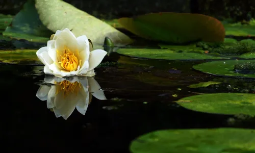 【12019】植物壁纸  2K 高清壁纸2880_1800@青蛙壁纸-笨猫小站