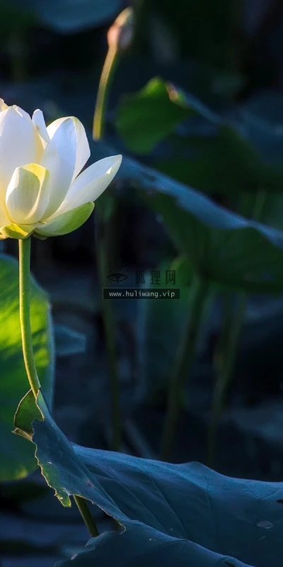 【12021】植物壁纸  2K 高清壁纸2880_1800@青蛙壁纸-笨猫小站