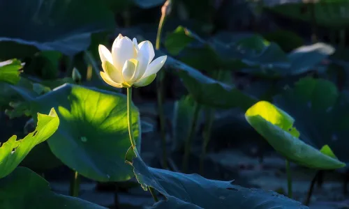 【12021】植物壁纸  2K 高清壁纸2880_1800@青蛙壁纸-笨猫小站