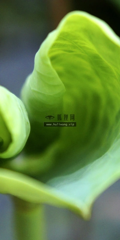 【12022】植物壁纸  2K 高清壁纸2880_1800@青蛙壁纸-笨猫小站