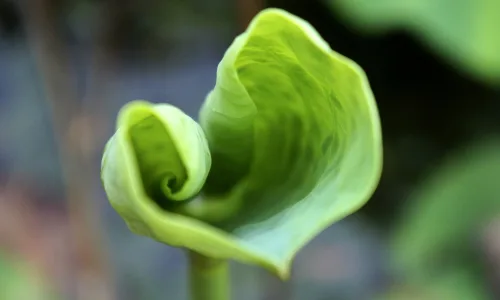 【12022】植物壁纸  2K 高清壁纸2880_1800@青蛙壁纸-笨猫小站