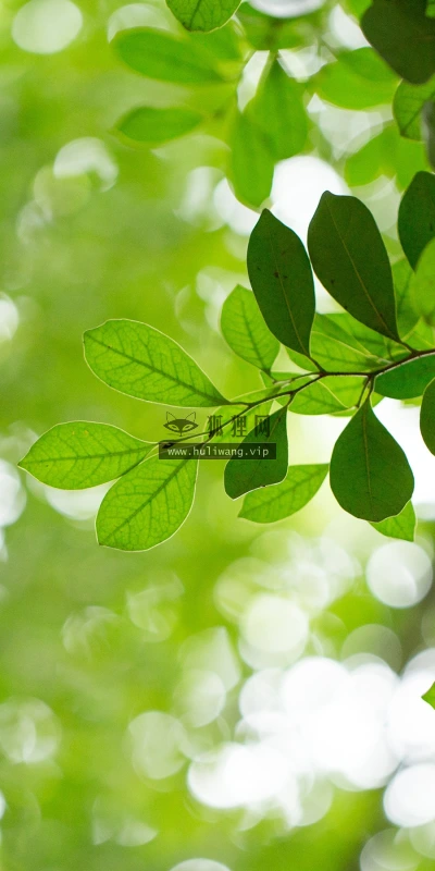 【12023】植物壁纸  2K 高清壁纸2880_1800@青蛙壁纸-笨猫小站