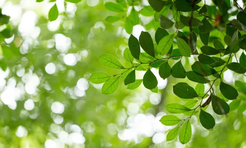 【12023】植物壁纸  2K 高清壁纸2880_1800@青蛙壁纸-笨猫小站