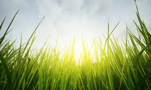 【12026】植物壁纸  2K 高清壁纸2880_1800@青蛙壁纸-笨猫小站