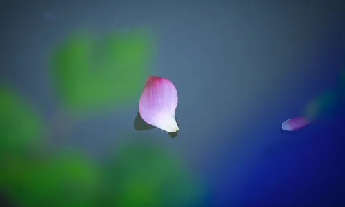 【12027】植物壁纸  2K 高清壁纸2880_1800@青蛙壁纸-笨猫小站