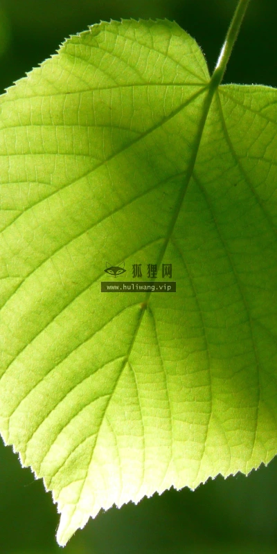 【12028】植物壁纸  2K 高清壁纸2880_1800@青蛙壁纸-笨猫小站