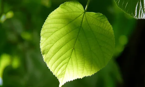 【12028】植物壁纸  2K 高清壁纸2880_1800@青蛙壁纸-笨猫小站