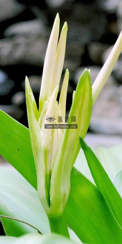 【12029】植物壁纸  2K 高清壁纸2880_1800@青蛙壁纸-笨猫小站