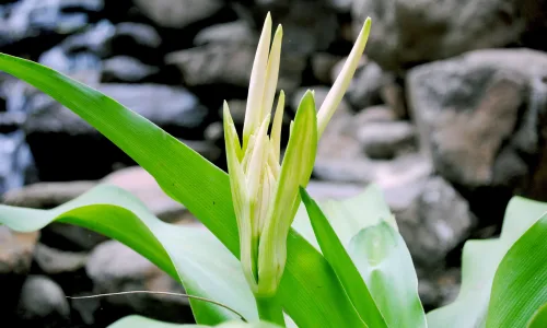 【12029】植物壁纸  2K 高清壁纸2880_1800@青蛙壁纸-笨猫小站