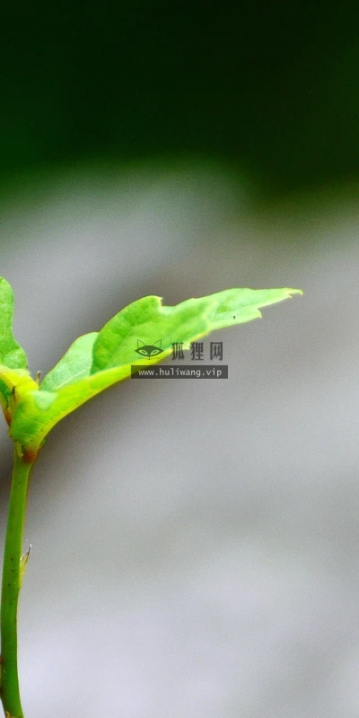 【12030】植物壁纸  2K 高清壁纸2880_1800@青蛙壁纸-笨猫小站