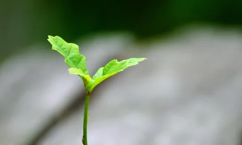 【12030】植物壁纸  2K 高清壁纸2880_1800@青蛙壁纸-笨猫小站