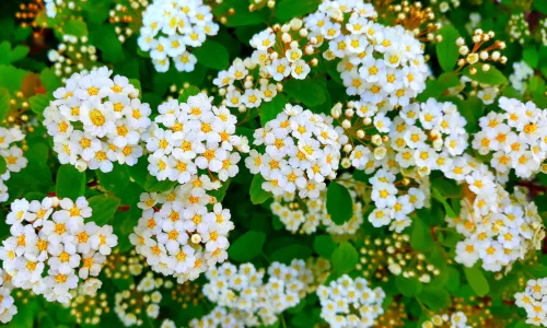 【12032】植物壁纸  2K 高清壁纸2880_1800@青蛙壁纸-笨猫小站