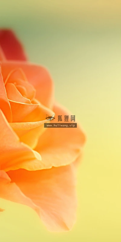 【12033】植物壁纸  2K 高清壁纸2880_1800@青蛙壁纸-笨猫小站