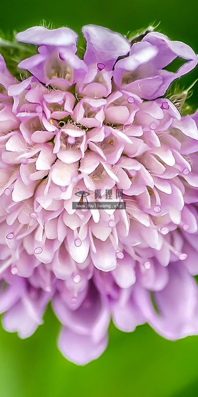 【12037】植物壁纸  2K 高清壁纸2880_1800@青蛙壁纸-笨猫小站