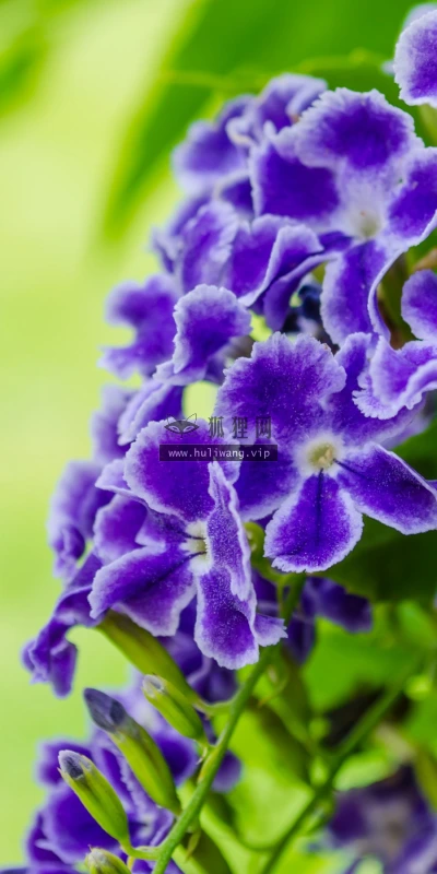 【12038】植物壁纸  2K 高清壁纸2880_1800@青蛙壁纸-笨猫小站