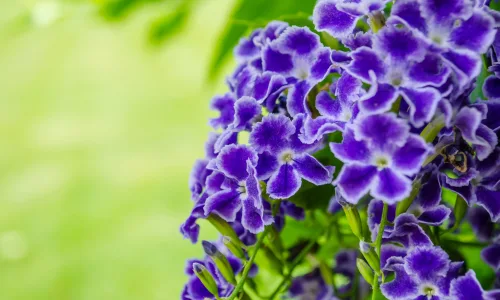 【12038】植物壁纸  2K 高清壁纸2880_1800@青蛙壁纸-笨猫小站