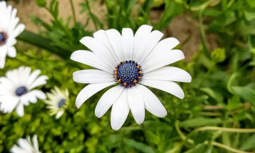【12040】植物壁纸  2K 高清壁纸2880_1800@青蛙壁纸-笨猫小站