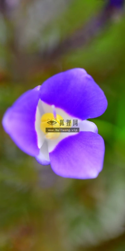 【12041】植物壁纸  2K 高清壁纸2880_1800@青蛙壁纸-笨猫小站