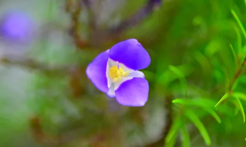 【12041】植物壁纸  2K 高清壁纸2880_1800@青蛙壁纸-笨猫小站