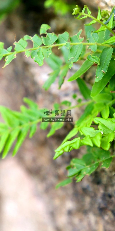 【12043】植物壁纸  2K 高清壁纸2880_1800@青蛙壁纸-笨猫小站